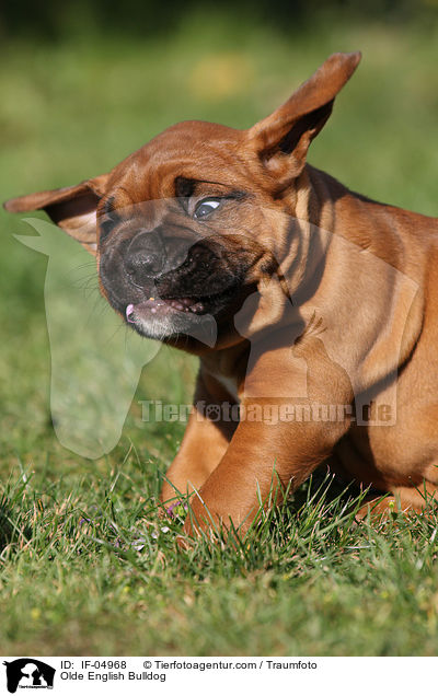 Olde English Bulldog / IF-04968
