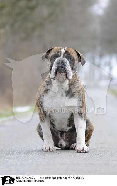 Olde English Bulldog / AP-07632