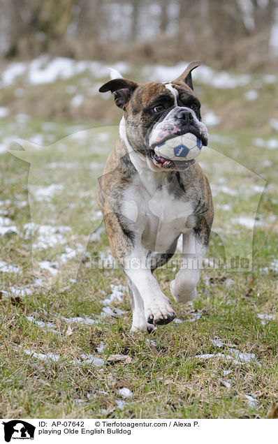 playing Olde English Bulldog / AP-07642