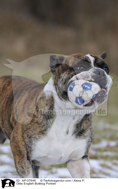 Olde English Bulldog Portrait / AP-07646