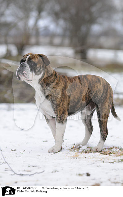 Olde English Bulldog / AP-07650