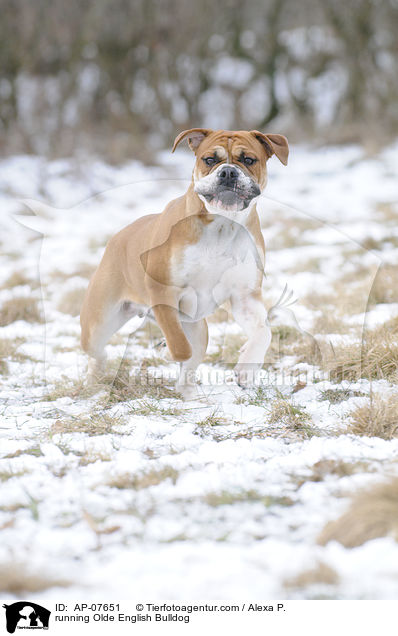 running Olde English Bulldog / AP-07651