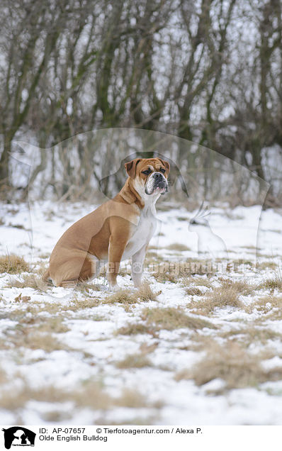Olde English Bulldog / AP-07657