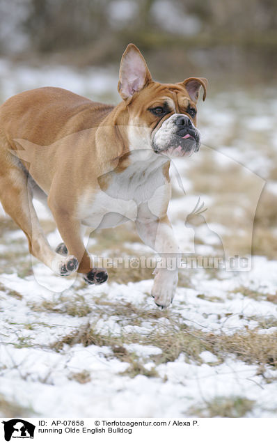 running Olde English Bulldog / AP-07658