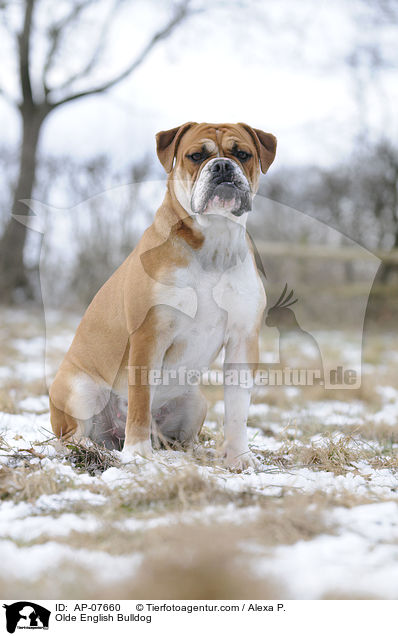 Olde English Bulldog / AP-07660