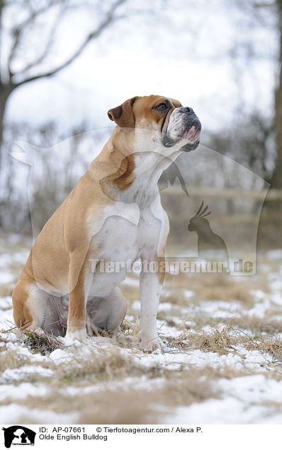 Olde English Bulldog / AP-07661