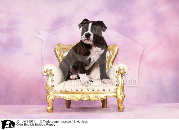 Olde English Bulldog Welpe / Olde English Bulldog Puppy / JH-11571