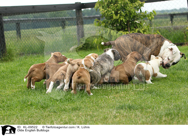 Olde English Bulldogs / KL-09522