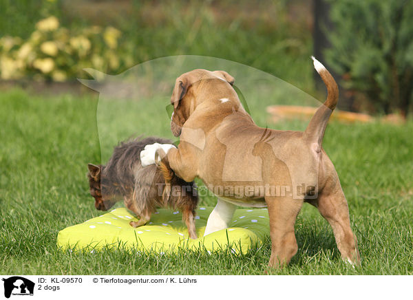 2 Hunde / 2 dogs / KL-09570