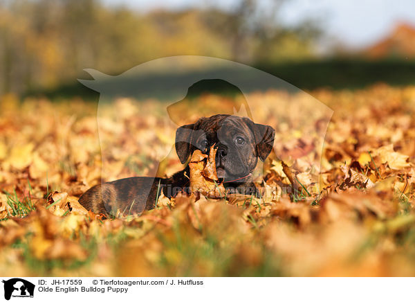 Olde English Bulldog Puppy / JH-17559