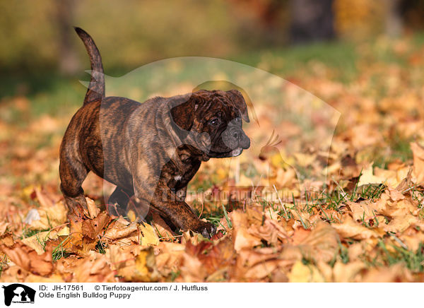 Olde English Bulldog Puppy / JH-17561