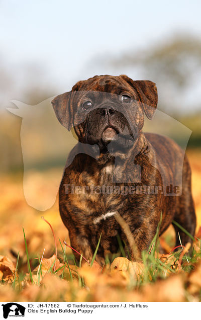 Olde English Bulldog Puppy / JH-17562