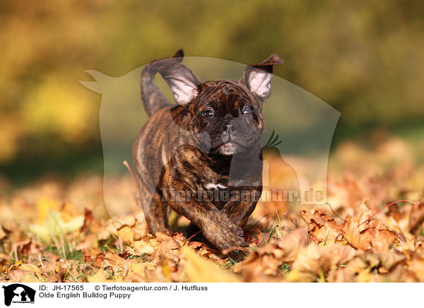 Olde English Bulldog Puppy / JH-17565