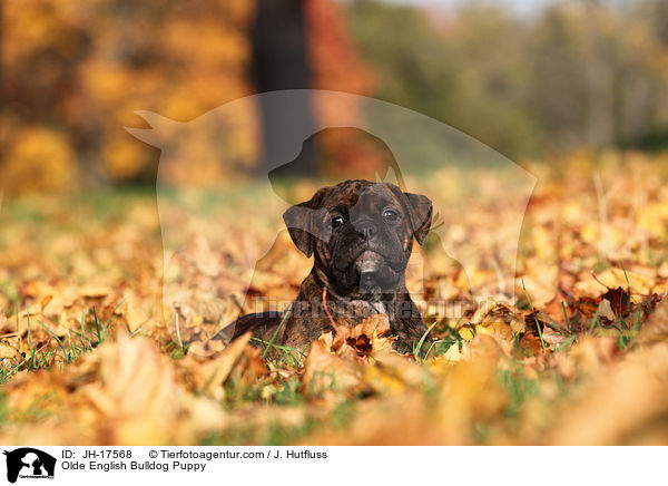 Olde English Bulldog Puppy / JH-17568