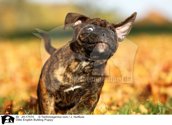 Olde English Bulldog Puppy / JH-17570