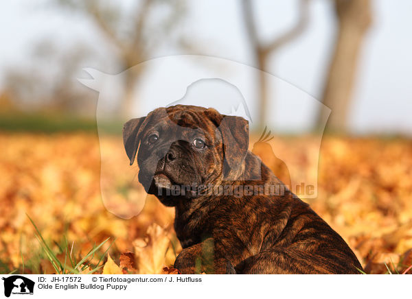 Olde English Bulldog Puppy / JH-17572