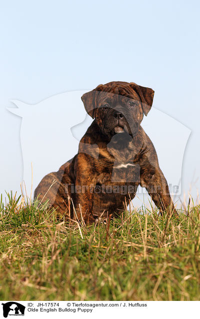 Olde English Bulldog Puppy / JH-17574