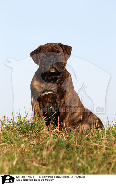Olde English Bulldog Puppy / JH-17575