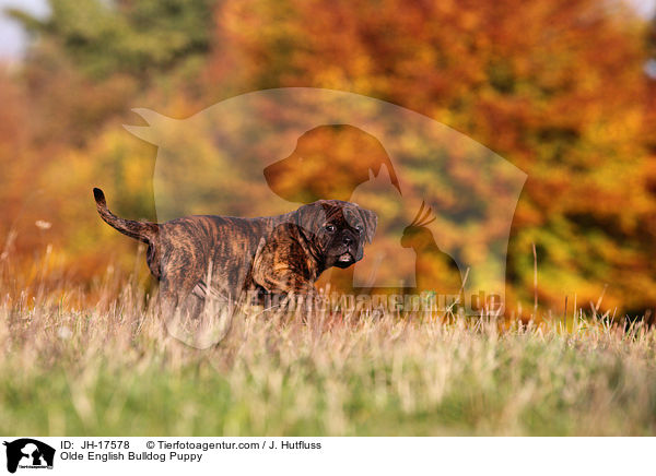 Olde English Bulldog Puppy / JH-17578