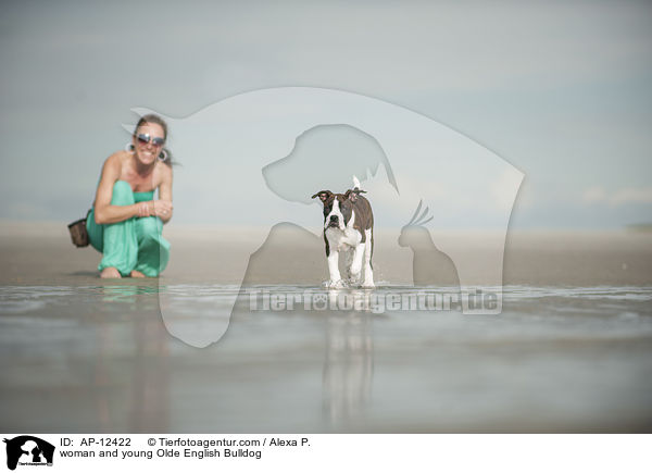 Frau und junge Olde English Bulldogge / woman and young Olde English Bulldog / AP-12422