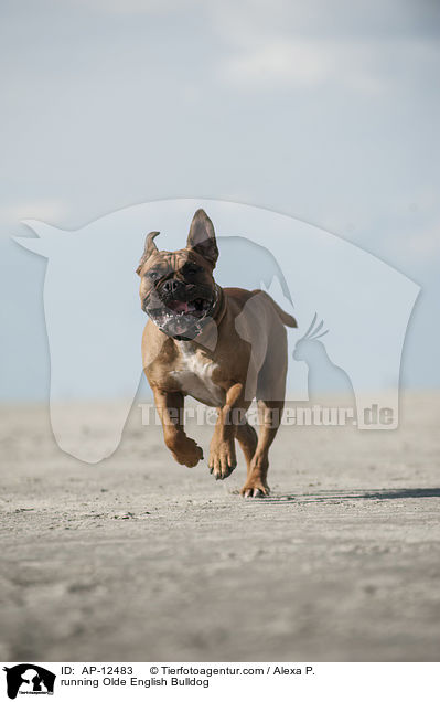 running Olde English Bulldog / AP-12483