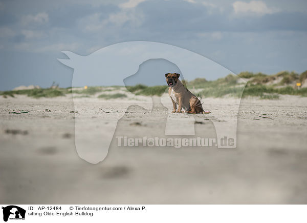 sitting Olde English Bulldog / AP-12484