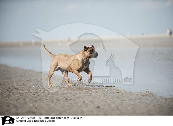 running Olde English Bulldog / AP-12490