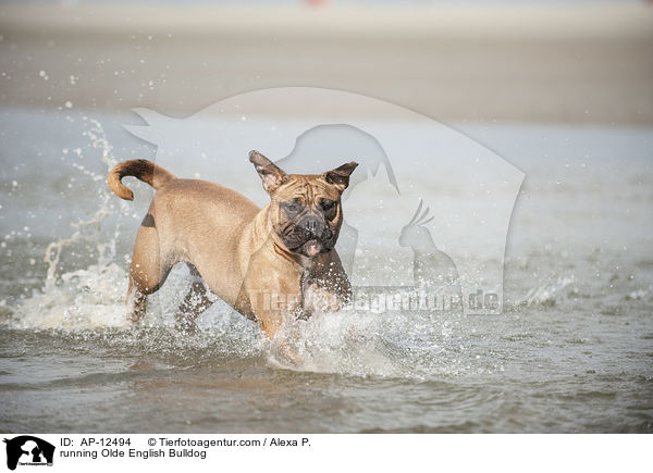running Olde English Bulldog / AP-12494
