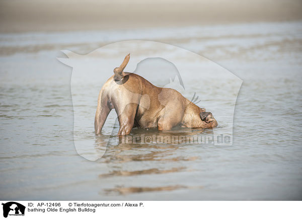 bathing Olde English Bulldog / AP-12496