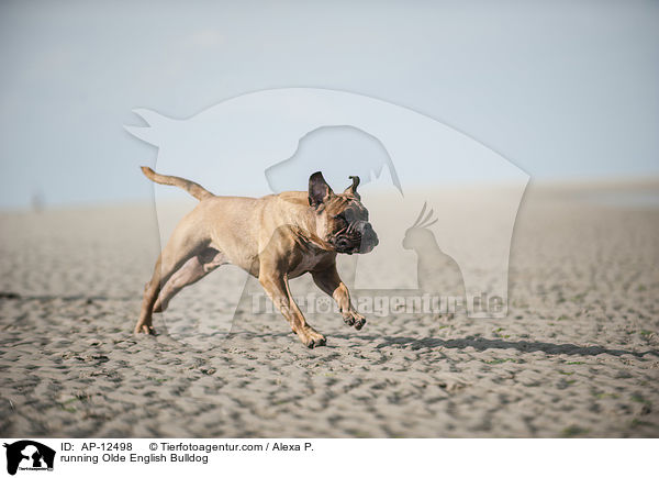 running Olde English Bulldog / AP-12498