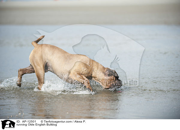 running Olde English Bulldog / AP-12501