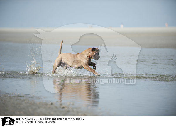 running Olde English Bulldog / AP-12502