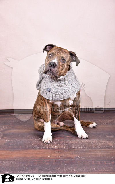 sitzende Olde English Bulldogge / sitting Olde English Bulldog / YJ-10603