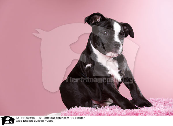 Olde English Bulldog Welpe / Olde English Bulldog Puppy / RR-69566