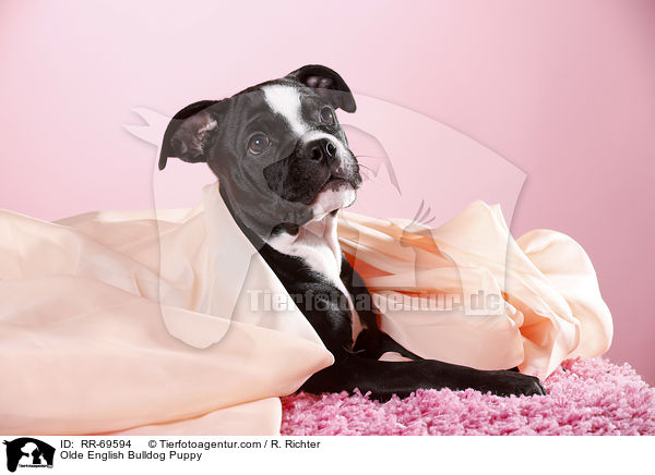 Olde English Bulldog Puppy / RR-69594