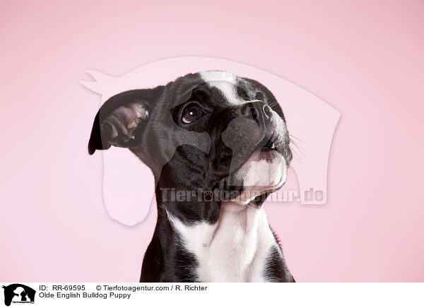 Olde English Bulldog Puppy / RR-69595