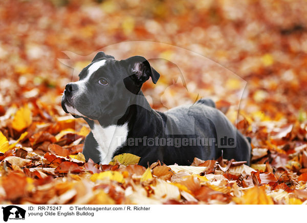 young Olde English Bulldog / RR-75247