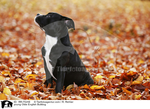 young Olde English Bulldog / RR-75248