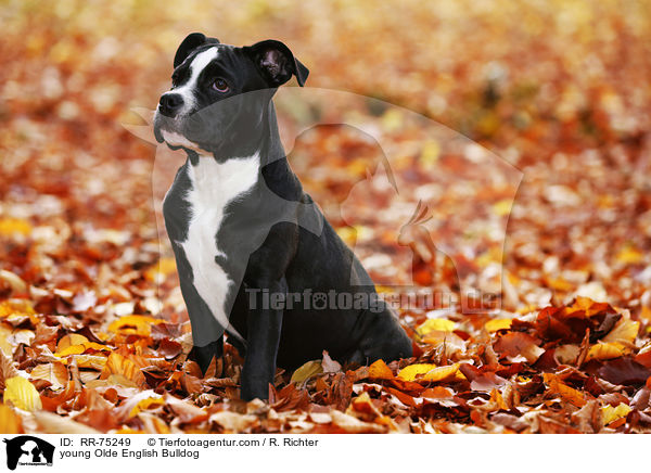 young Olde English Bulldog / RR-75249