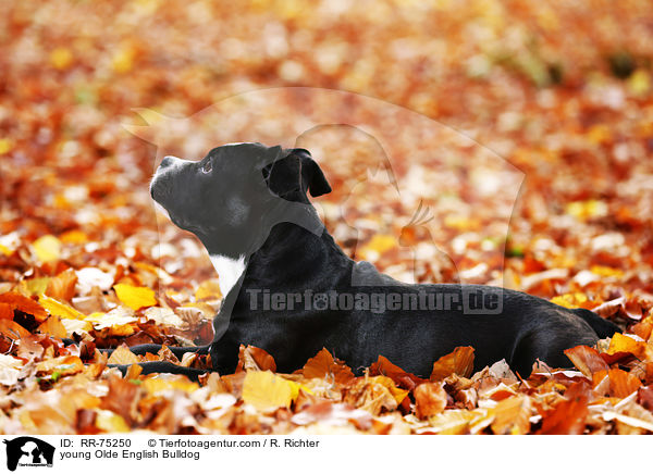 young Olde English Bulldog / RR-75250