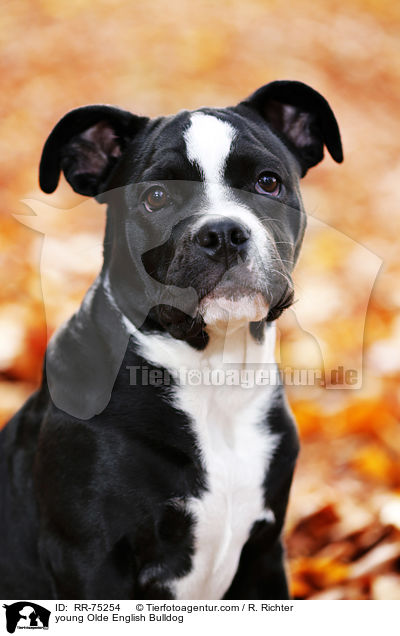 young Olde English Bulldog / RR-75254