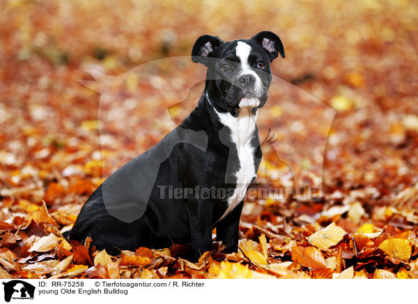 young Olde English Bulldog / RR-75258