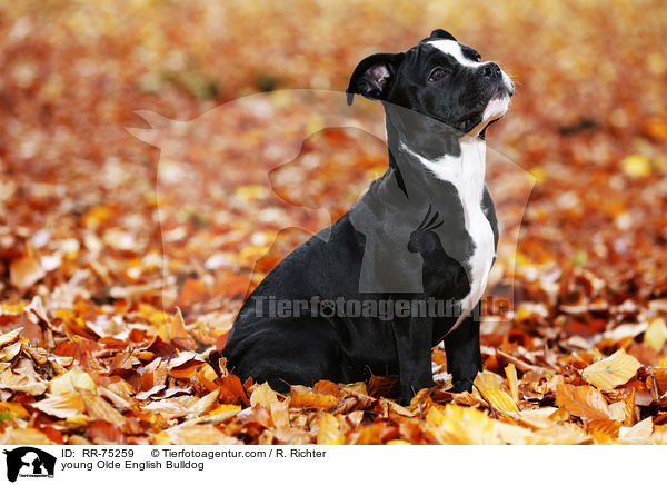 young Olde English Bulldog / RR-75259