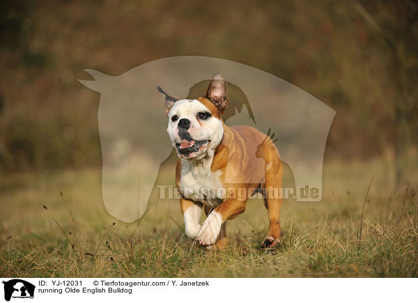 running Olde English Bulldog / YJ-12031