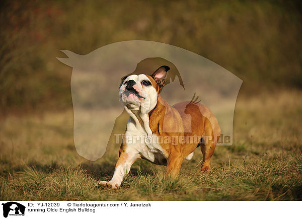 running Olde English Bulldog / YJ-12039