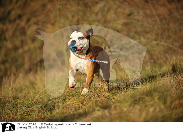 playing Olde English Bulldog / YJ-12048