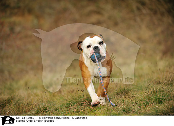 playing Olde English Bulldog / YJ-12050
