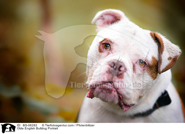 Olde English Bulldog Portrait / BS-06282