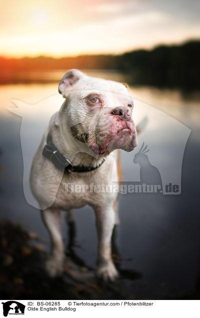 Olde English Bulldog / BS-06285