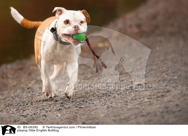 playing Olde English Bulldog / BS-06290